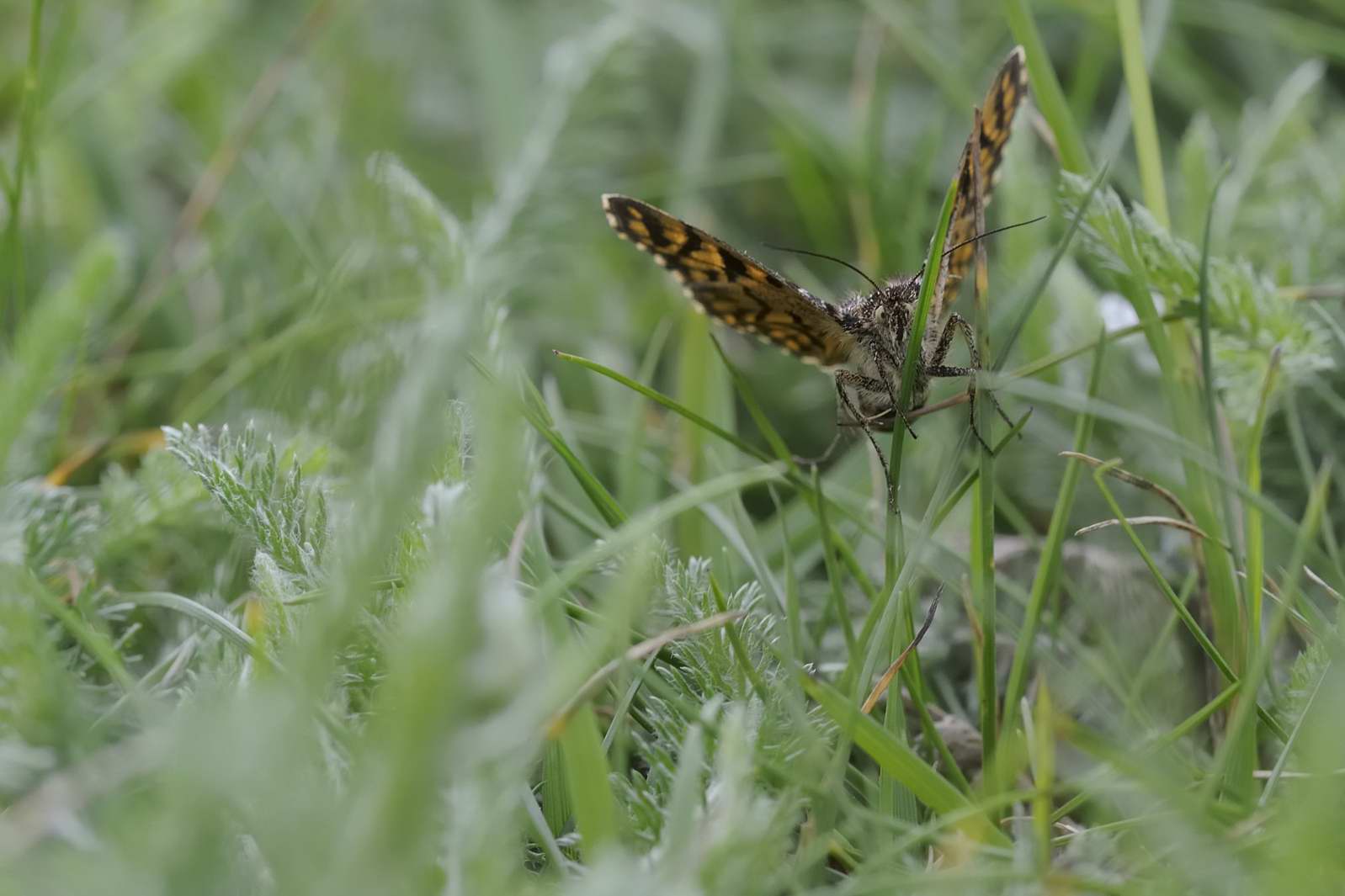 Farfalla da identificare - Euclidia (Callistege) mi